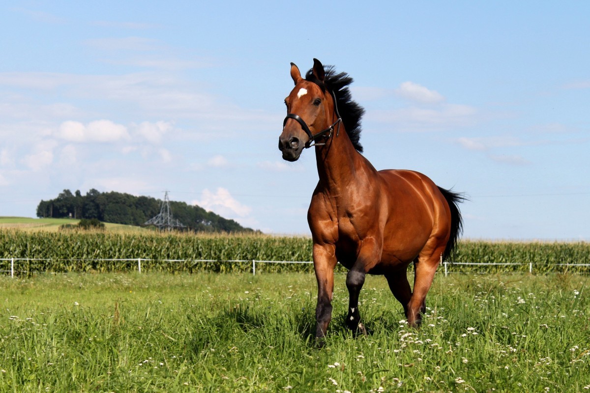 Cours d'équitation